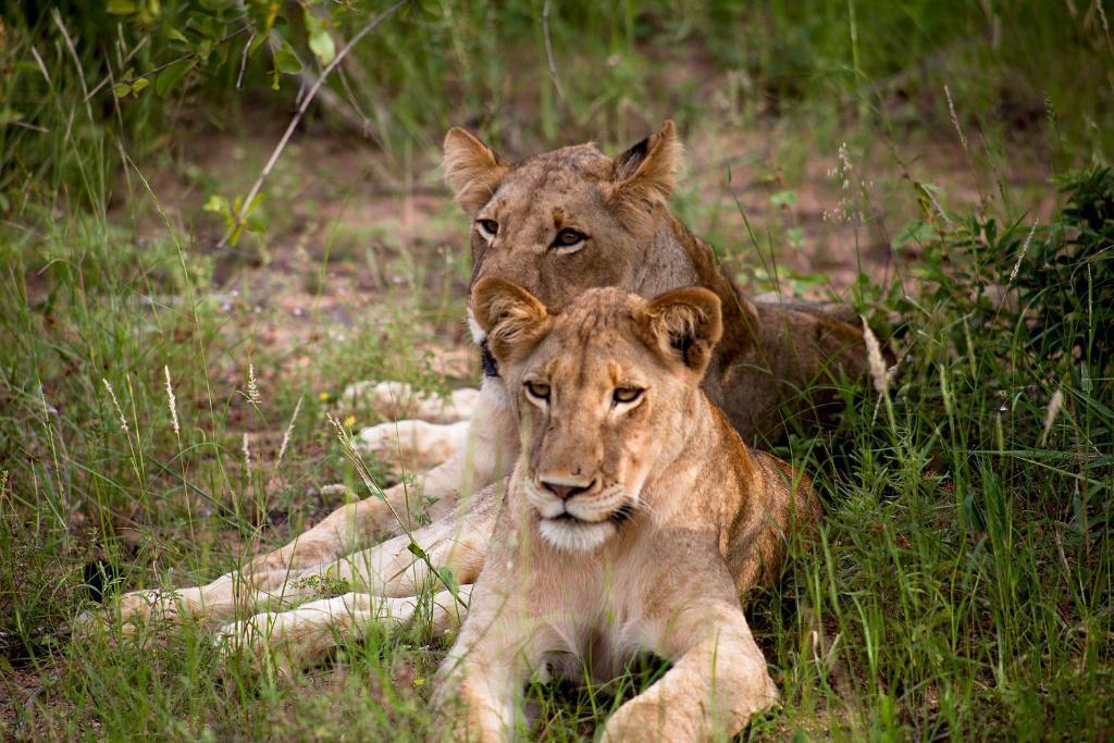 Simbavati River Lodge Timbavati viltreservat Exteriör bild