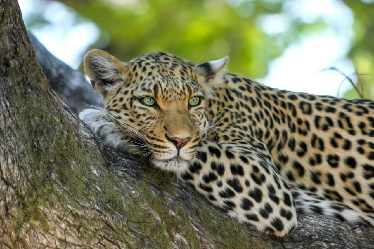 Simbavati River Lodge Timbavati viltreservat Exteriör bild