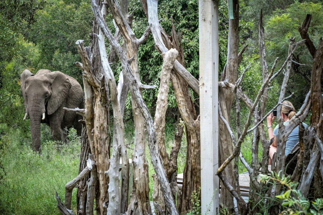 Simbavati River Lodge Timbavati viltreservat Exteriör bild
