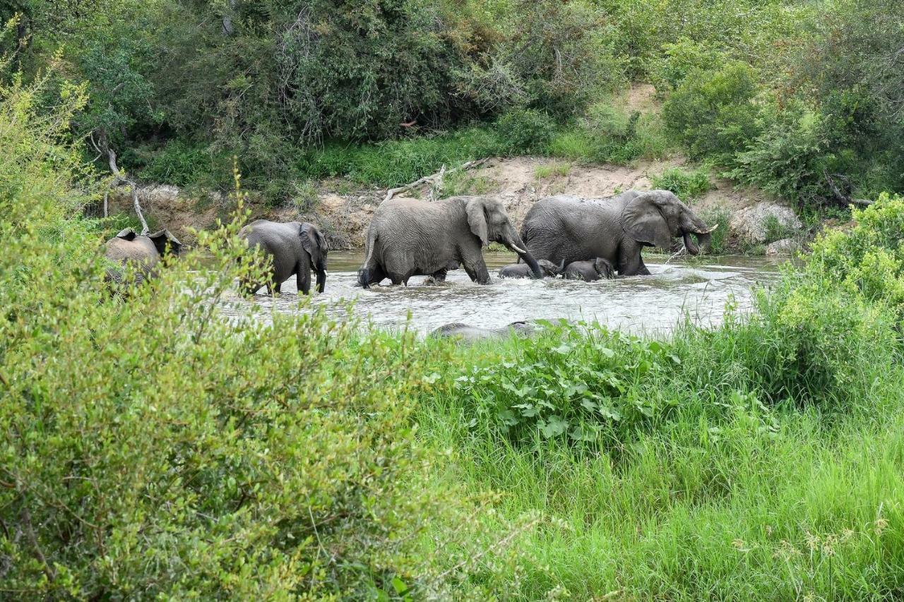 Simbavati River Lodge Timbavati viltreservat Exteriör bild